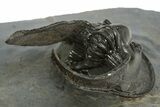 Enrolled Scotoharpes Trilobite - Boudib, Morocco #344456-4